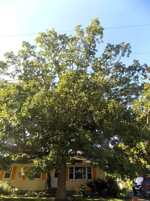 12 Post Oak Acorns Quercus Stellata Fresh Garden