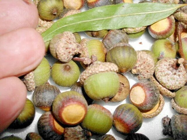 12 Willow Oak Acorns Quercus Phellos Fresh Garden