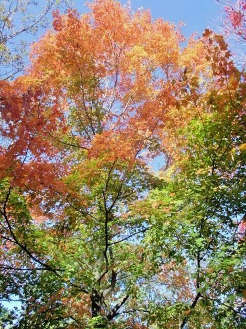 20 Bonfire Sugar Maple Seeds Acer Saccharum 'Bonfire" Fresh Garden
