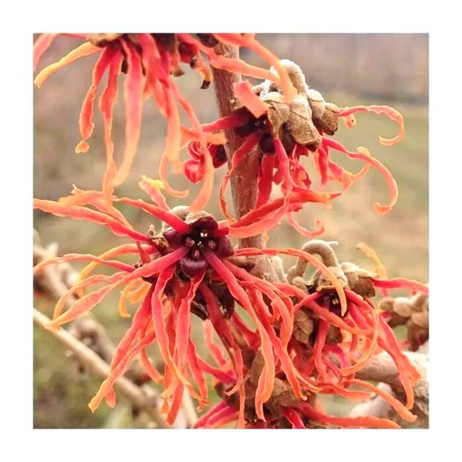 10 Fire Charm Witch Hazel Seeds Hamamelis X Intermedia Fresh Garden
