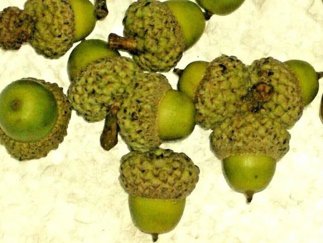 12 Eastern White Oak Acorns Quercus Alba Fresh Garden