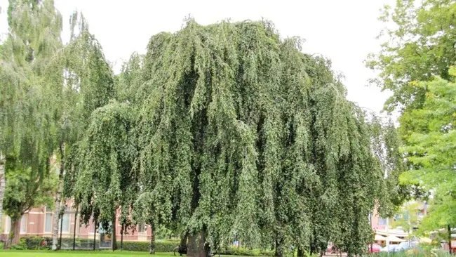 12 Weeping Beech Seeds Fagus Sylvatica 'Pendula' Fresh Garden
