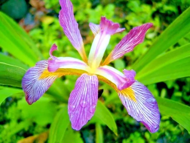 30 Southern Blue Flag Seeds Iris Virginica Fresh Garden