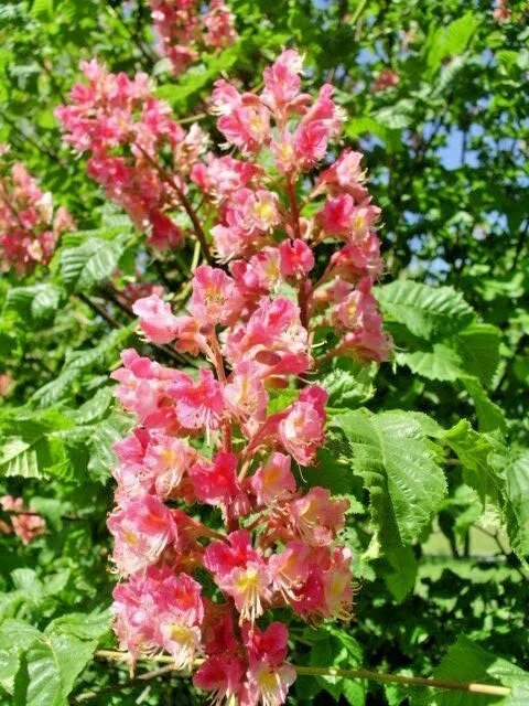 5 Red Horse Chestnut Nuts Aesculus &Atilde;� Carnea Fresh Garden