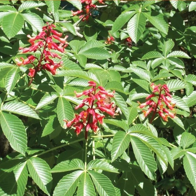 5 Red Buckeye Nuts Aesculus Pavia Fresh Garden