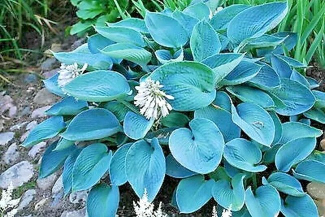 20 Hosta Sieboldiana Elegans " Blue " Seeds Large Blue Green Leaves Fresh Garden