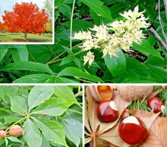 5 Ohio Buckeye Nuts Aesculus Glabra Fresh Garden