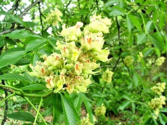5 Texas Buckeye Nuts Aesculus Glabra Var Arguta Fresh Garden