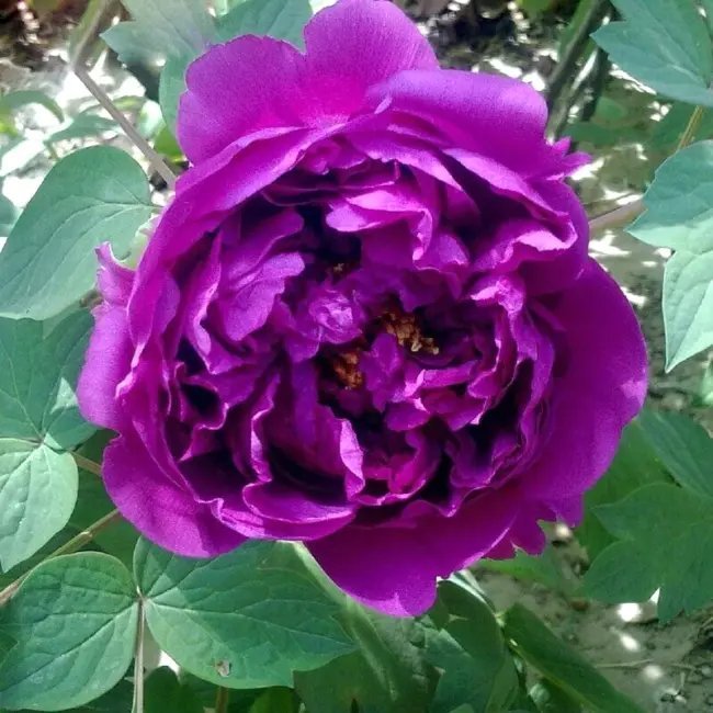 10 Purple Tree Peony Seeds (Paeonia Suffruticosa) Fresh Garden