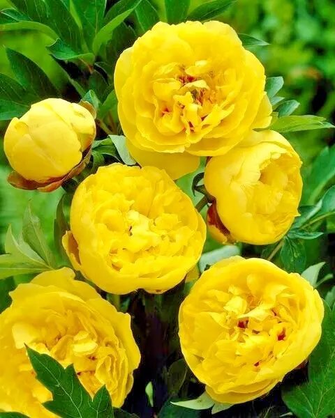 10 Polyphyll Yellow Tree Peony Seeds (Paeonia Suffruticosa) Fresh Garden