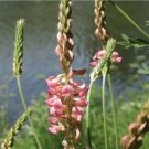 Landscaper's Pack Bulk POLLINATOR COVER CROP Ground Cover Wildflower 3600 Seeds