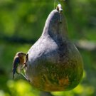 Gourd BIRDHOUSE Heirloom Huge Decorative Bird Lovers Non-GMO USA 15 Seeds