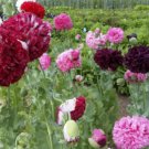 Poppy PERKY PEONY Mixed Colors Breadseed Double Blooms USA Organic 500 Seeds