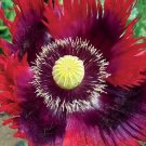 Poppy JIMI’S FLAG Purple Red Breadseed Poppies Huge Pods Organic USA 500 Seeds
