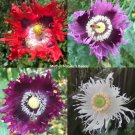Poppy JIMI’S FLAG MIX Red Purple Breadseed Poppies Huge Pods Organic 500 Seeds