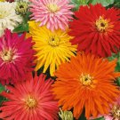 Zinnia SUPER CACTUS GIANT Mix Huge Blooms Butterflies Non-GMO 100 Seeds