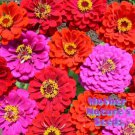 Zinnia MERLOT Fiery Vibrant Red Purple Blooms Hummingbirds Butterflies 100 Seeds