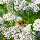 Yarrow WESTERN Perennial White Flowers Xeriscaping Dry Area Non-GMO 500 Seeds