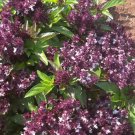 Basil HOLY BASIL Anise Ayurvedic Medicine & Tea Hindu Tulsi Non-GMO 200+ Seeds