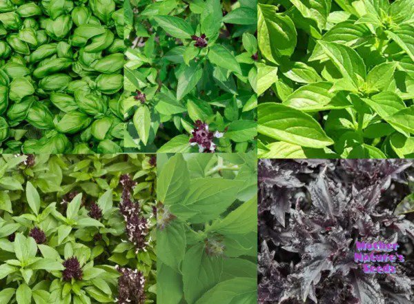 Basil CHERYL'S CHEFS BLEND Ocimum basilicum 6 Types Culinary Mix 200+ Seeds