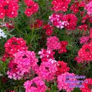 Verbena Moss SWEETHEART KISSES Tender Perennial Butterflies Bees 100 Seeds