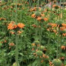 Lion’s Ear KLIP DAGGA / CORDAO Hummingbird Flowers Medicinal Organic 25 Seeds