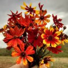 Coreopsis TIGER MIX Tall Mixed Colors Organic 200 Seeds Mother Nature's Seeds