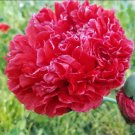 Poppy LUCILLE Red Frosted Breadseed Peony Poppies Large Pods Organic 200 Seeds