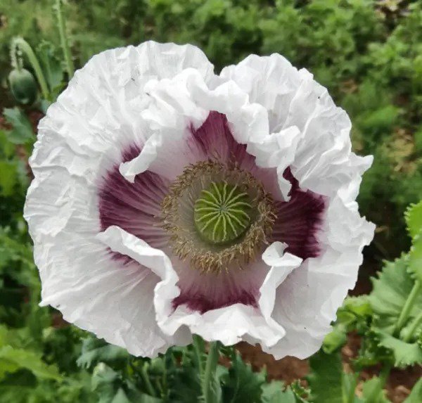 Poppy ELKA WHITE Breadseed Giant Closed Seed Pods Edible Seeds Organic 500 Seeds