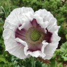Poppy ELKA WHITE Breadseed Giant Closed Seed Pods Edible Seeds Organic 500 Seeds