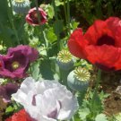 Poppy FOOD NOT LAWNS REMIX Organic Breadseed Poppies Large Pods USA 500 Seeds