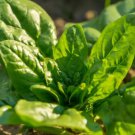 Spinach BLOOMSDALE Long Standing Harvest 45 Days Cool Weather Non-GMO 500 Seeds