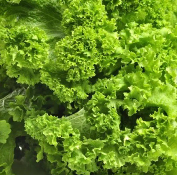 Mustard SOUTHERN GIANT Mild Vegetable Salads Saute Fast Grow Non-GMO 500 Seeds