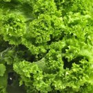 Mustard SOUTHERN GIANT Mild Vegetable Salads Saute Fast Grow Non-GMO 500 Seeds