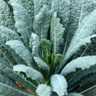 Kale LACINATO Dinosaur Kale Salads 30 Day Harvest Heirloom USA Non-GMO 500 Seeds