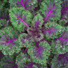 Kale RED RUSSIAN Tender Mild Leaves Heirloom Healthy Foods KalNon-GMO 500 Seeds