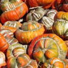 Gourd TURK’S TURBAN Heirloom Huge Decorative Edible Non-GMO USA 12 Seeds