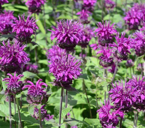 Bee Balm PURPLE BERGAMOT Monarda media Perennial Attracts Bees Non-GMO 200 Seeds