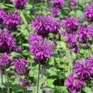 Bee Balm PURPLE BERGAMOT Monarda media Perennial Attracts Bees Non-GMO 200 Seeds