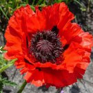 Poppy RED ORIENTALE Perennial Scarlet Flowers orientale Large Non-GMO 500 Seeds