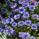 Daisy THE BLUES Felicia Heterophylla Blue Heirloom Pollinators Non-GMO 50 Seeds