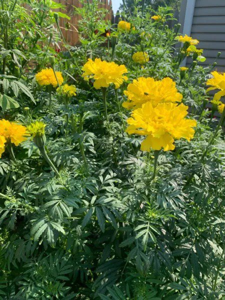 Marigold AFRICAN TALL YELLOW Double Beneficial Companion Plant Non-GMO 100 Seeds
