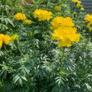 Marigold AFRICAN TALL YELLOW Double Beneficial Companion Plant Non-GMO 100 Seeds