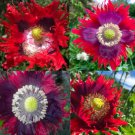 Poppy DRAMA QUEEN Breadseed Frilled Edges Red Purple Flowers Non-GMO 500 Seeds