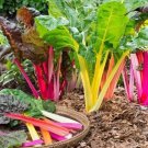 Swiss Chard RAINBOW MIX Heirloom MicroGreens Healthy Non-GMO 50 Seeds