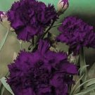 Carnation GRENADIN KING OF BLACKS Dianthus Pollinators Fragrant NonGMO 50 Seeds