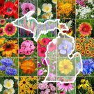 Wildflower MICHIGAN State Flower Mix Perennials & Annuals USA Non-GMO 1000 Seeds