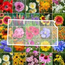 Wildflower KANSAS State Flower Mix Perennials & Annuals USA Non-GMO 1000 Seeds