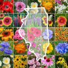 Wildflower ILLINOIS State Flower Mix Perennials & Annuals USA Non-GMO 1000 Seeds