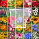 Wildflower ARKANSAS State Flower Mix Perennials & Annuals USA Non-GMO 1000 Seeds